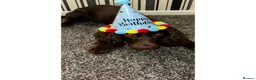 Cocker Spaniel dogs for sale: Henry  in Burnley - Advert 4