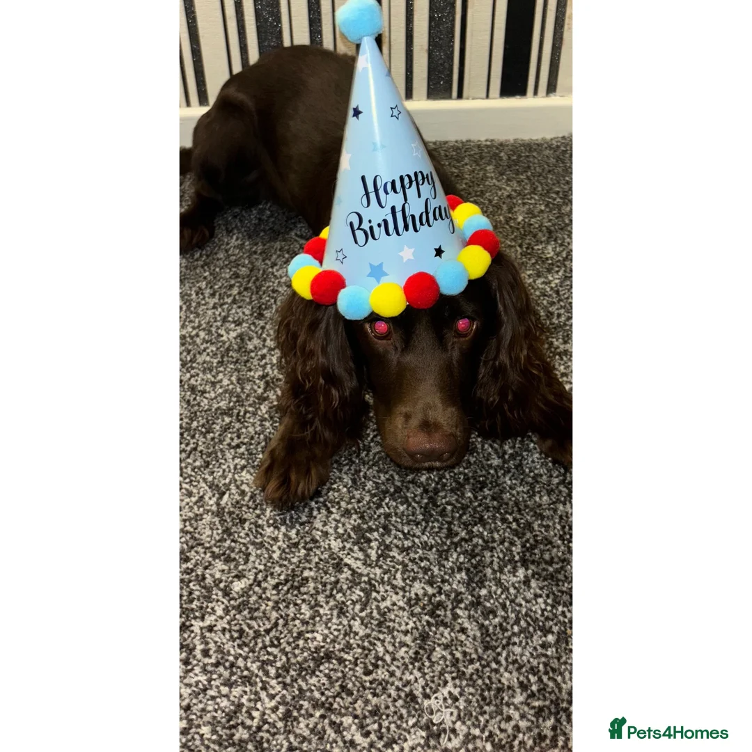 Cocker Spaniel dogs for sale: Henry  in Burnley - Advert 4