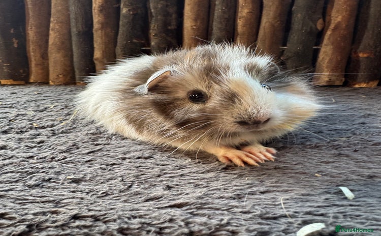 Guinea Pig rodents - Advert 8