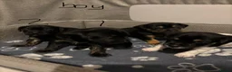 Mixed Breed dogs for sale: Jack Russell Cross Puppies  - Advert 8
