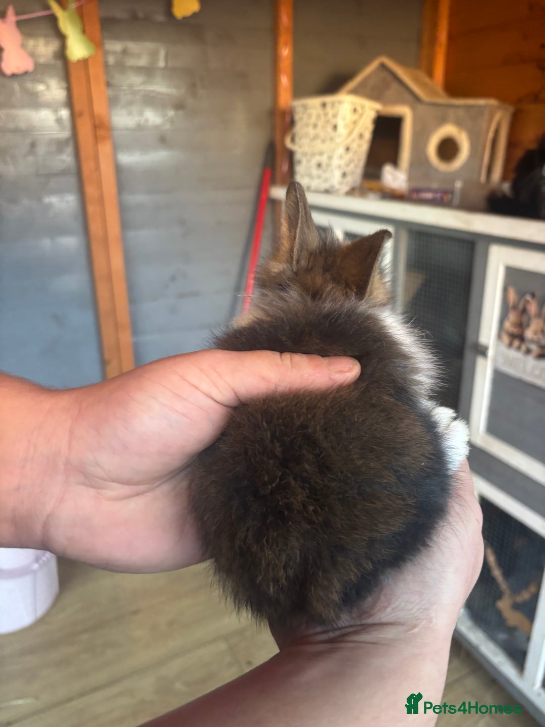 Lionhead rabbits for sale: Lion head bunnies available 🐰 - Advert 12