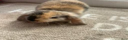 Mini Lop rabbits for sale: Mini lop Bunnies  - Advert 5