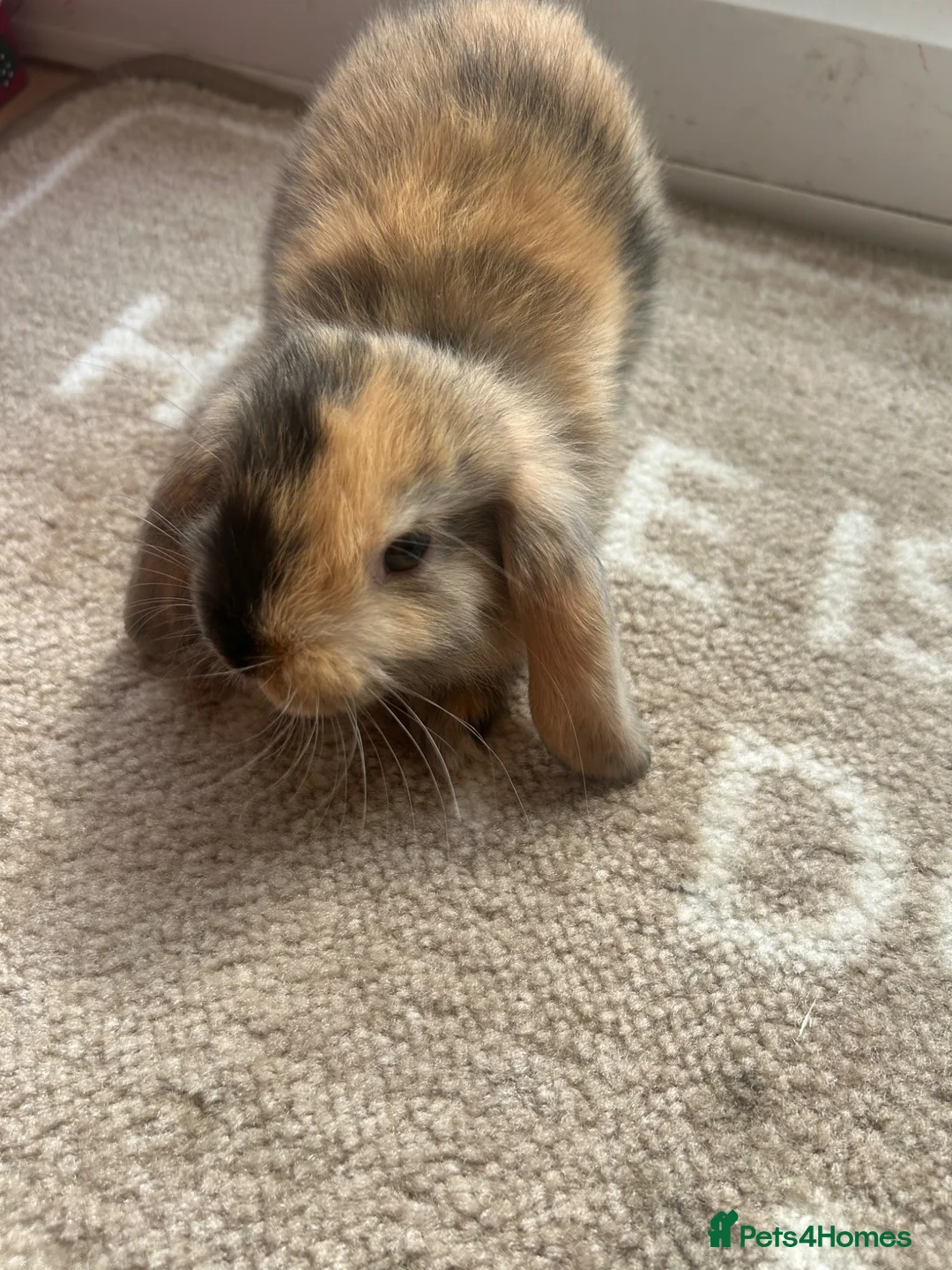 Mini Lop rabbits for sale: Beautiful Mini lop Bunnies  - Advert 13