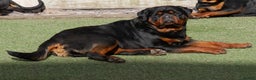 Rottweiler dogs for stud: BEAUTIFUL OLD TYPE BIG BONED ROTTIE! For stud in Mansfield - Advert 24