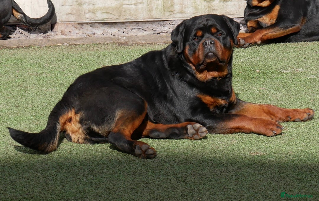 Rottweiler dogs for stud: BEAUTIFUL OLD TYPE BIG BONED ROTTIE! For stud in Mansfield - Advert 24