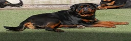 Rottweiler dogs for stud: BEAUTIFUL OLD TYPE BIG BONED ROTTIE! For stud in Mansfield - Advert 24