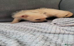 Mixed Breed dogs for sale: Jack russel cross pomeranian puppies  - Image 26