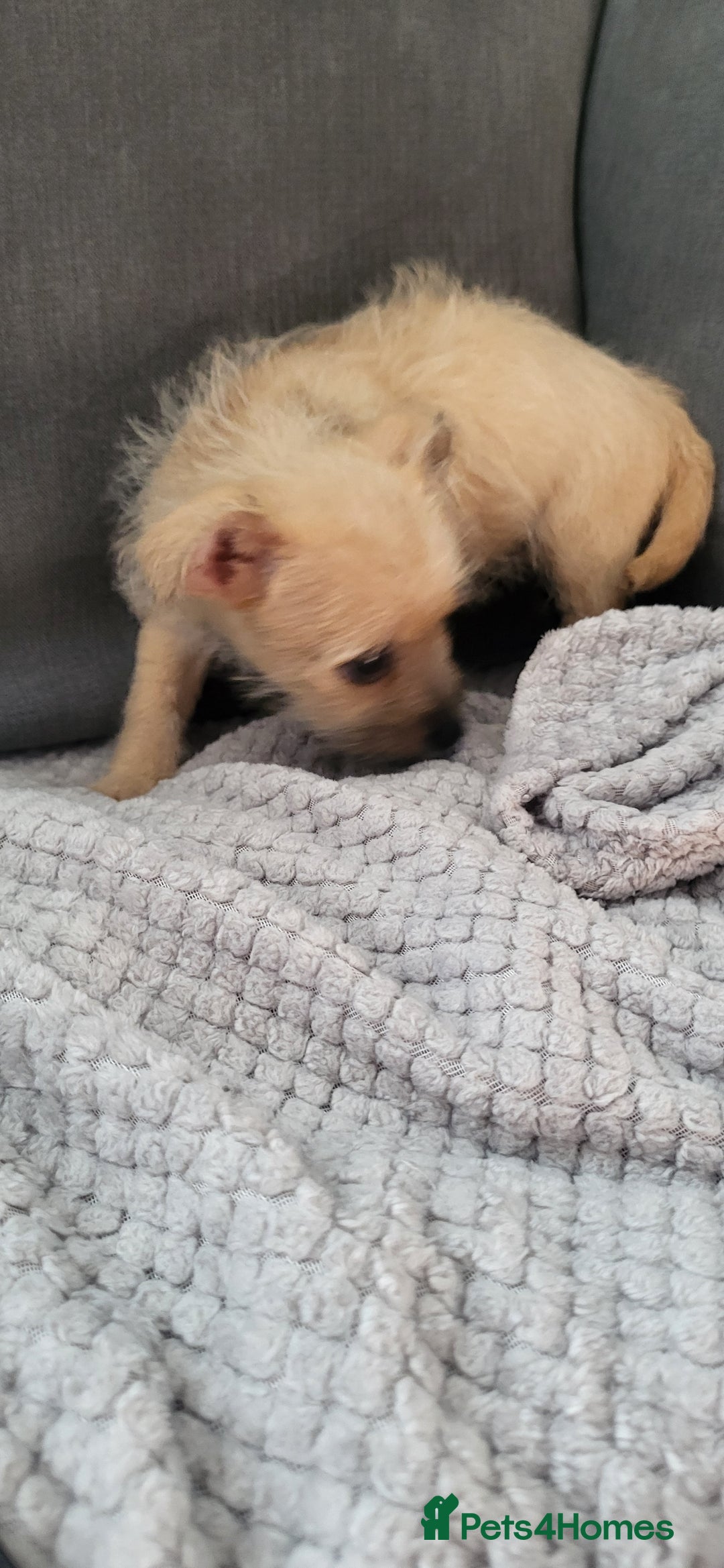 Mixed Breed dogs for sale: Jack russel cross pomeranian puppies  - Image 26