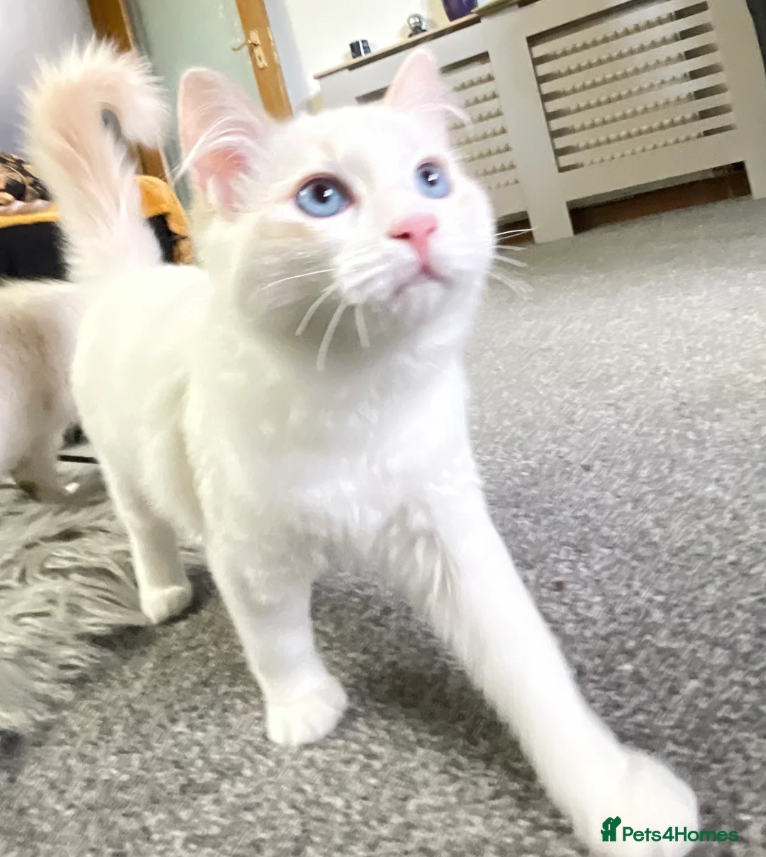 Ragdoll cats for sale: VERY RARE CREAM FLARE BICOLOUR RAGDOLL KITTEN - Advert 38