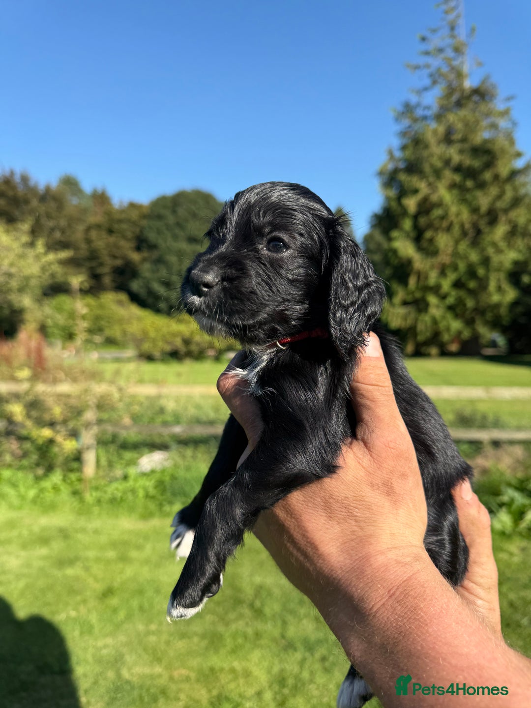 Cocker Spaniel dogs for sale: Working cocker spaniel - Image 16
