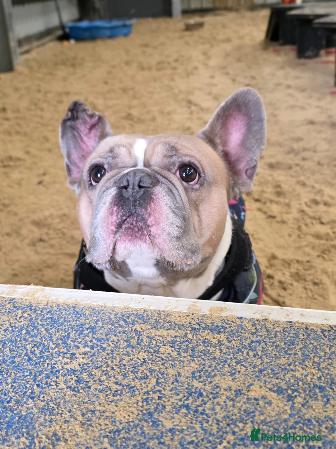 French Bulldog dogs for adoption: Ludo  - Advert 1