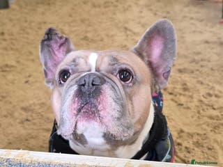 French Bulldog dogs Ludo - Advert 1