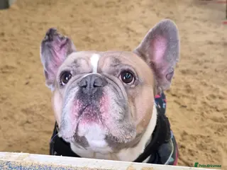 French Bulldog dogs Ludo - Advert 16