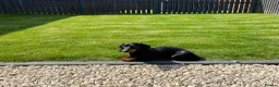 Miniature Dachshund dogs for sale: Beautiful Miniature Dachshund Puppies - Advert 3