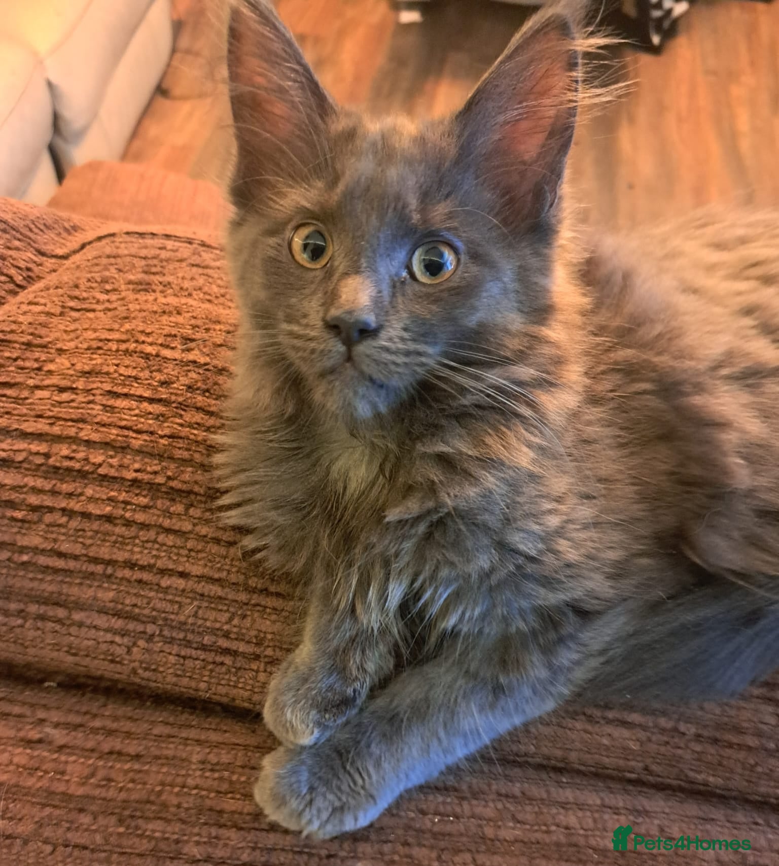 Maine Coon cats *New pics* BLUE PEDIGREE GCCF MAINE COON KITTEN  - Advert 1