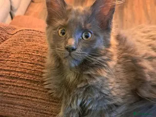 Maine Coon cats *New pics* BLUE PEDIGREE GCCF MAINE COON KITTEN - Advert 1