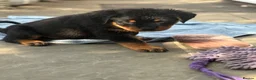 Rottweiler dogs for sale: ⭐️4 Rottweiler Boys For Sale ⭐️ - Advert 15