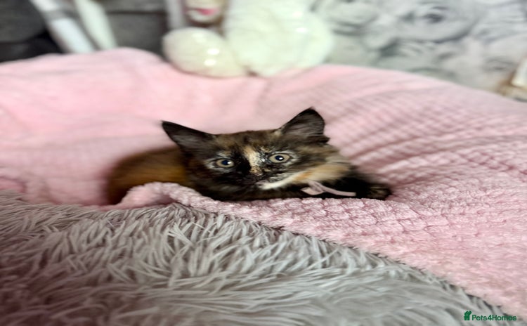 Mixed Breed cats - Advert 8