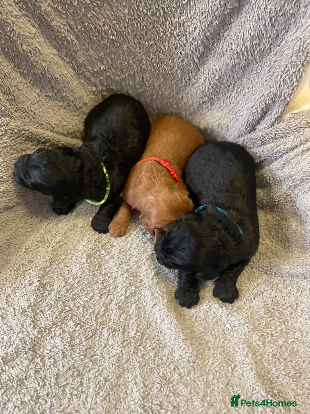 Cockapoo dogs for sale: Litter ready end of April message for details  - Advert 1