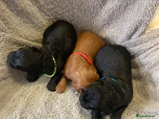 Cockapoo dogs Litter ready end of April message for details - Advert 16