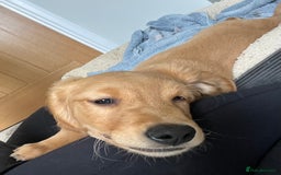 Golden Retriever dogs for sale: Beautiful Male KC Golden Retriever Puppy - Image 10