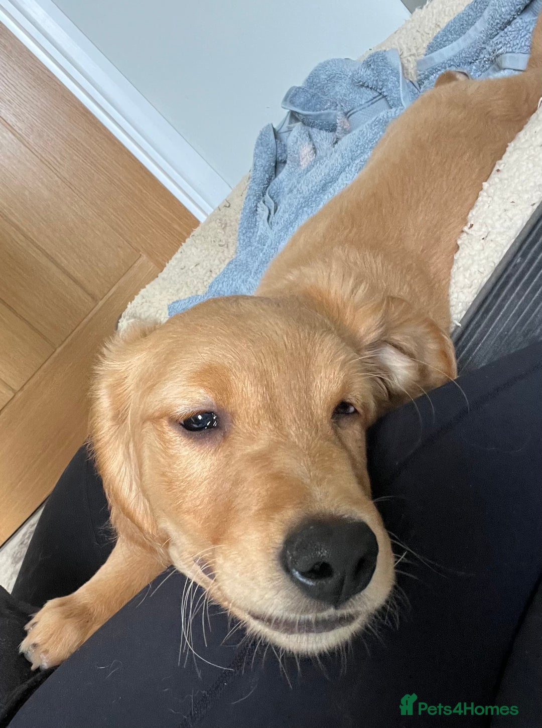 Golden Retriever dogs for sale: Beautiful Male KC Golden Retriever Puppy - Image 10