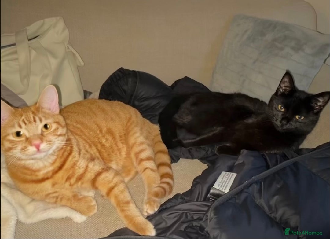 Mixed Breed cats for sale: Peppa and Roni looking for a new loving home! - Advert 1