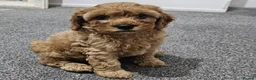 Cavapoo dogs for sale: Puppies for sale in Swansea - Advert 5