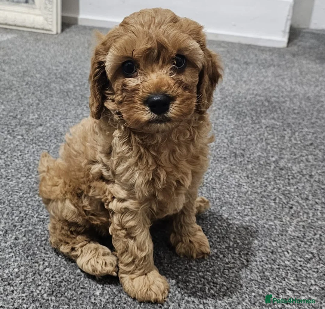 Cavapoo dogs for sale: Puppies for sale in Swansea - Advert 5