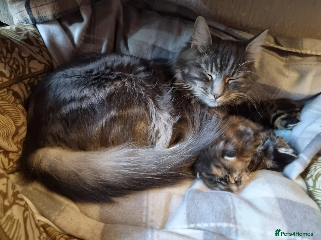 Maine Coon cats for sale: Gorgeous Maine Coon Cross BSH Kittens for Sale - Advert 4