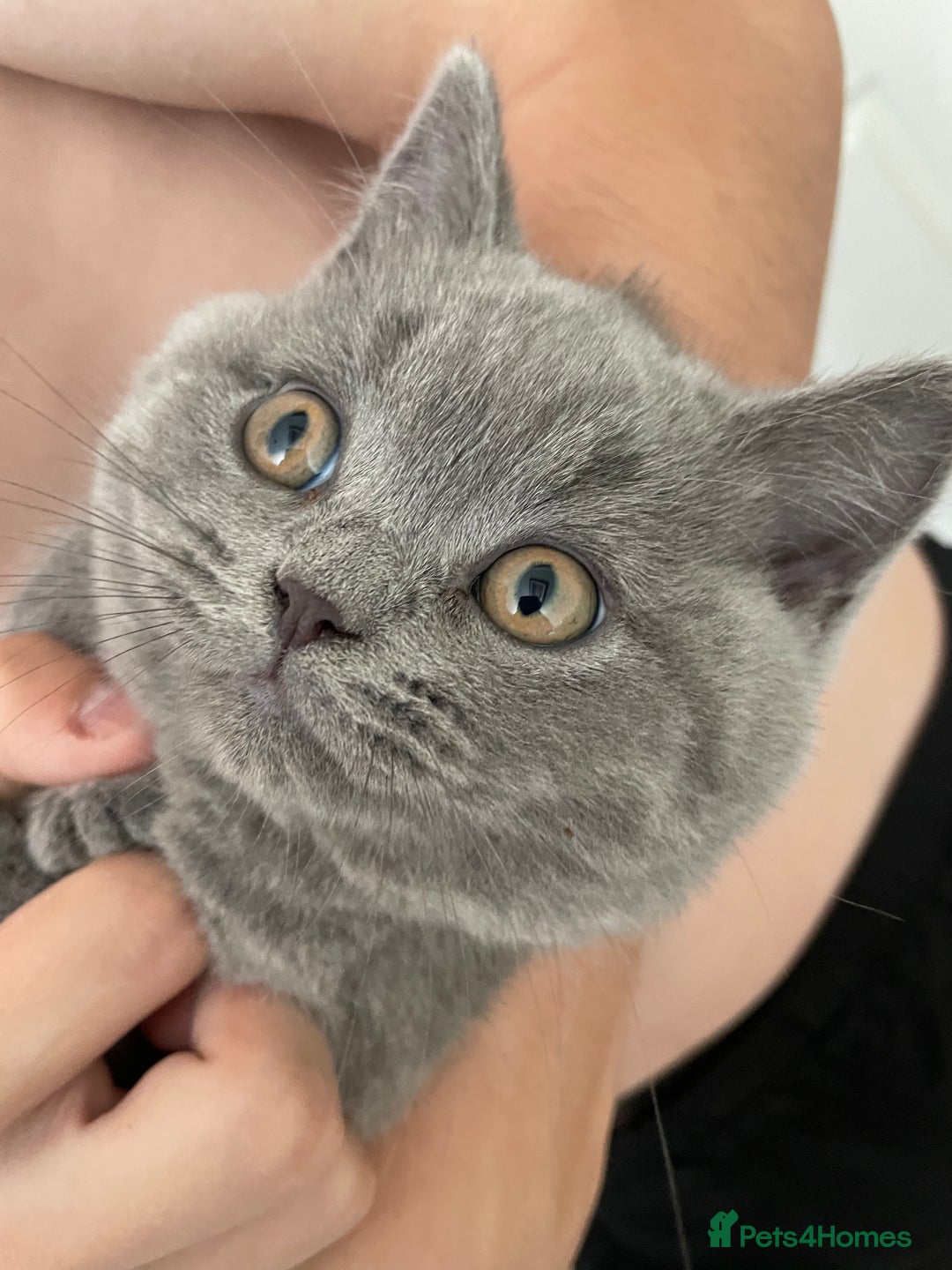 British Shorthair cats for sale: Beautiful Blue British Shorthair Kittens - Image 31