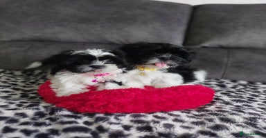 Shih Tzu dogs - Advert 13