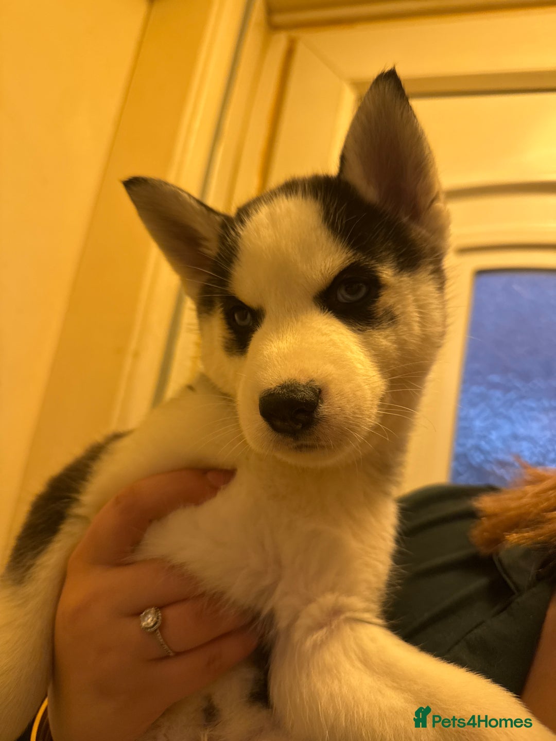 Siberian Husky dogs for sale: 5 Siberian husky puppies.  - Advert 8