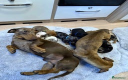 Dachshund dogs for sale: Adorable dachshund puppies ready for loving homes - Image 22