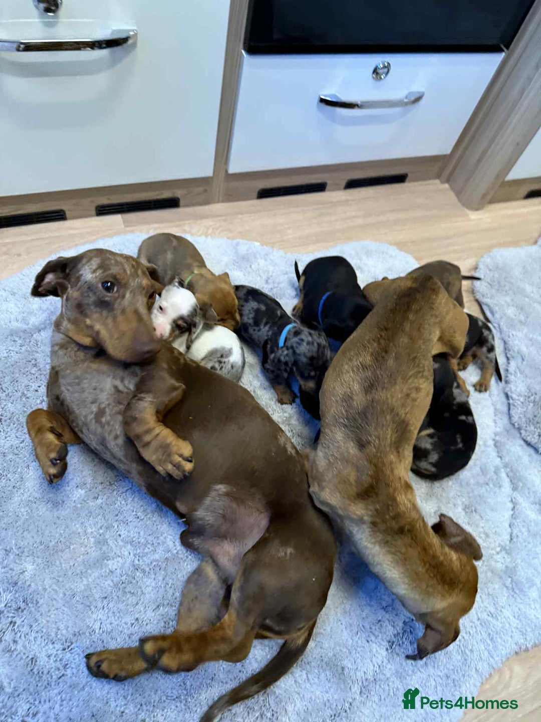 Dachshund dogs for sale: Adorable dachshund puppies ready for loving homes - Image 22