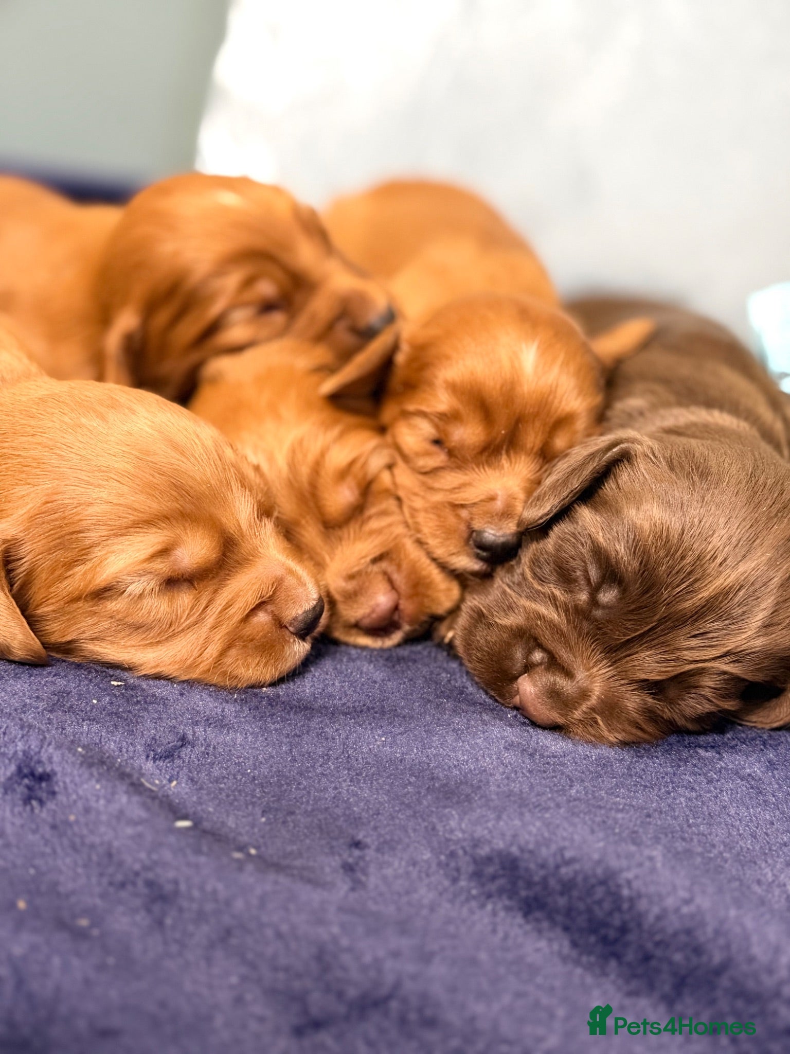 Cocker Spaniel dogs 5stunning kc registered puppies🩵 - Advert 1