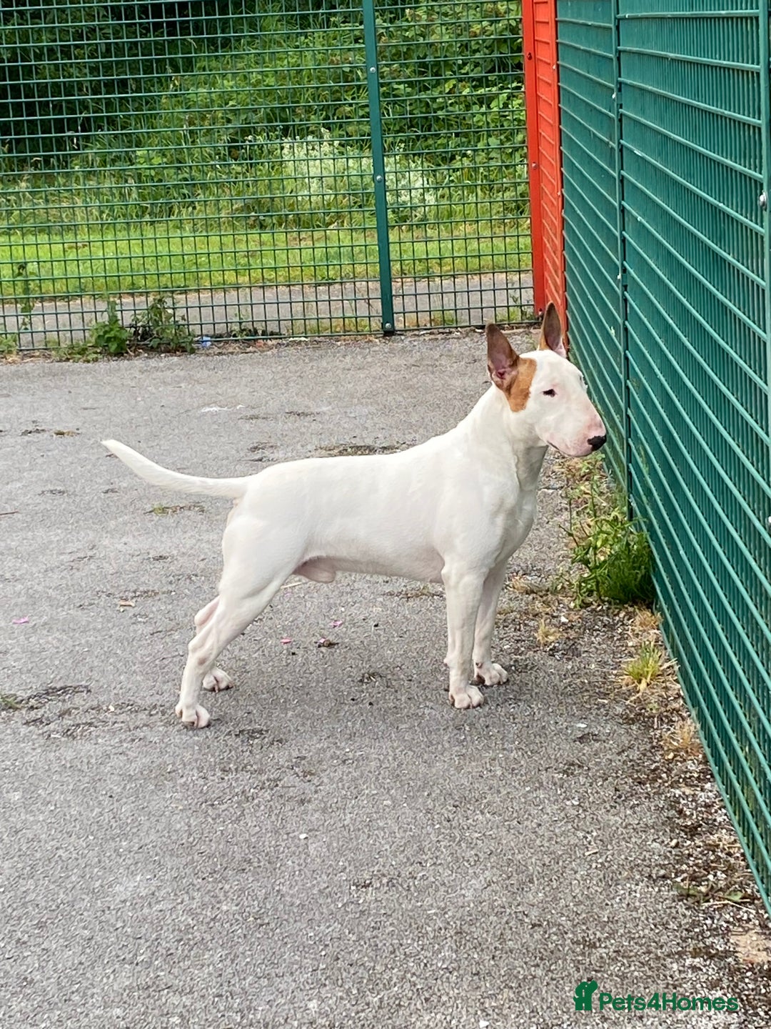 English Bull Terrier dogs for stud: English bull terrier for stud  - Advert 12