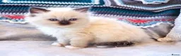 Ragdoll cats for sale:  beautiful ragdoll kittens 🐾 - Advert 4
