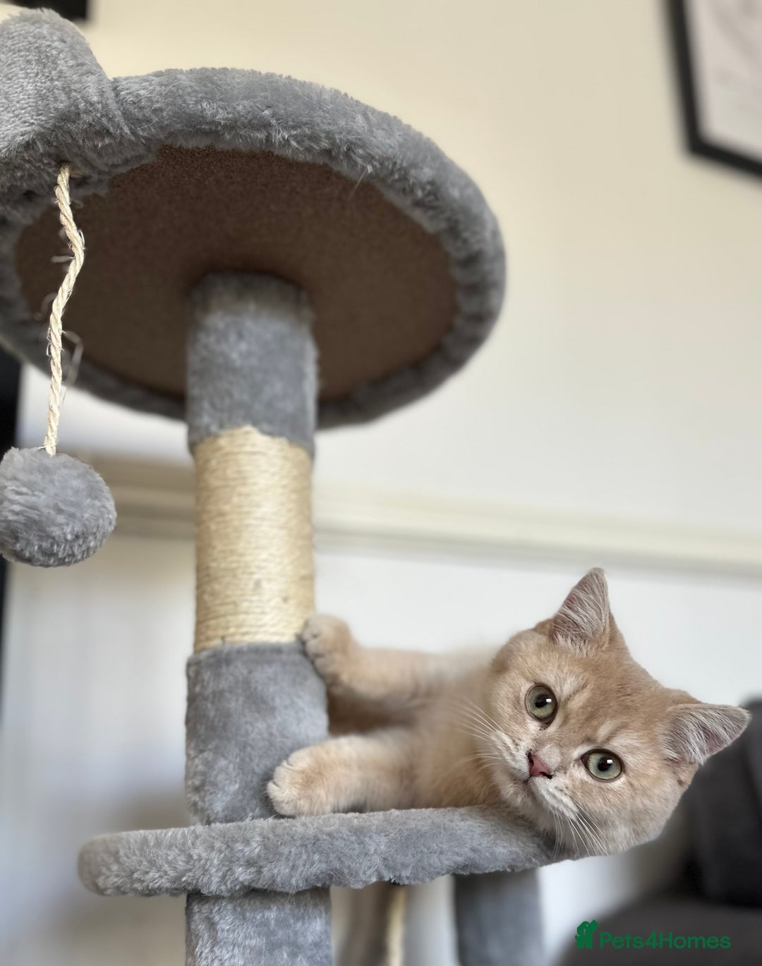 British Shorthair cats for sale: Chunky TICA ACTIVE Golden British Shorthair - Image 5