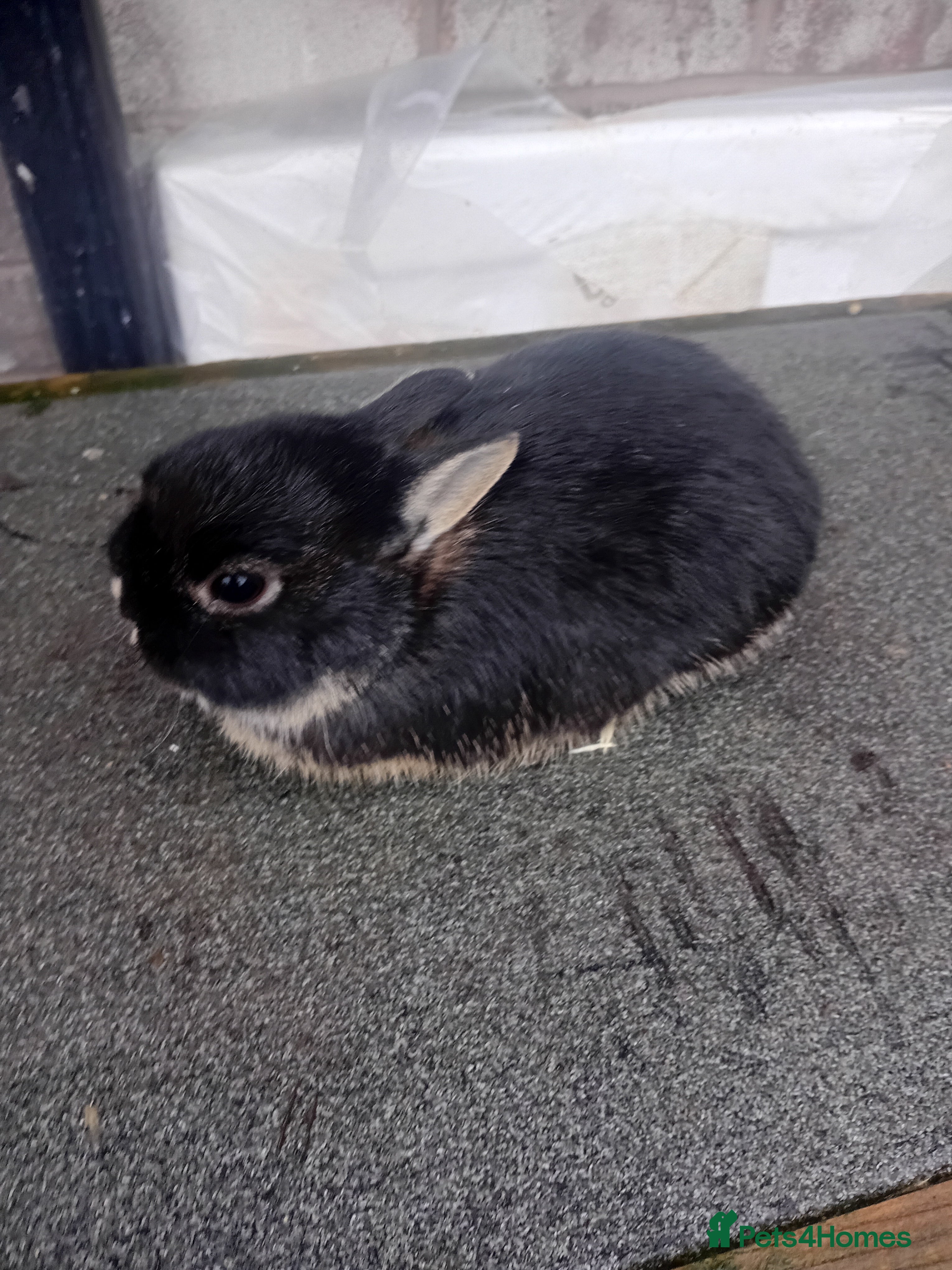 Netherland Dwarf rabbits Netherland dwarf babys  - Advert 2