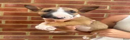 English Bull Terrier dogs for sale: ENGLISH BULL TERRIER PUPPYS - Advert 7