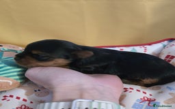 Yorkshire Terrier dogs for sale: Miniature yorkshire terrier puppy - Advert 18