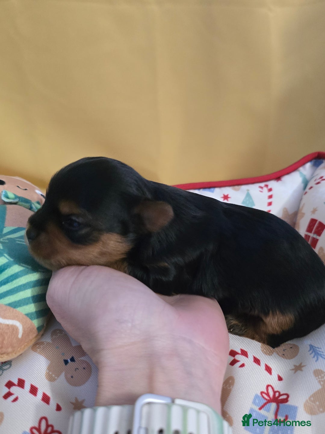 Yorkshire Terrier dogs for sale: Miniature yorkshire terrier puppy - Advert 18