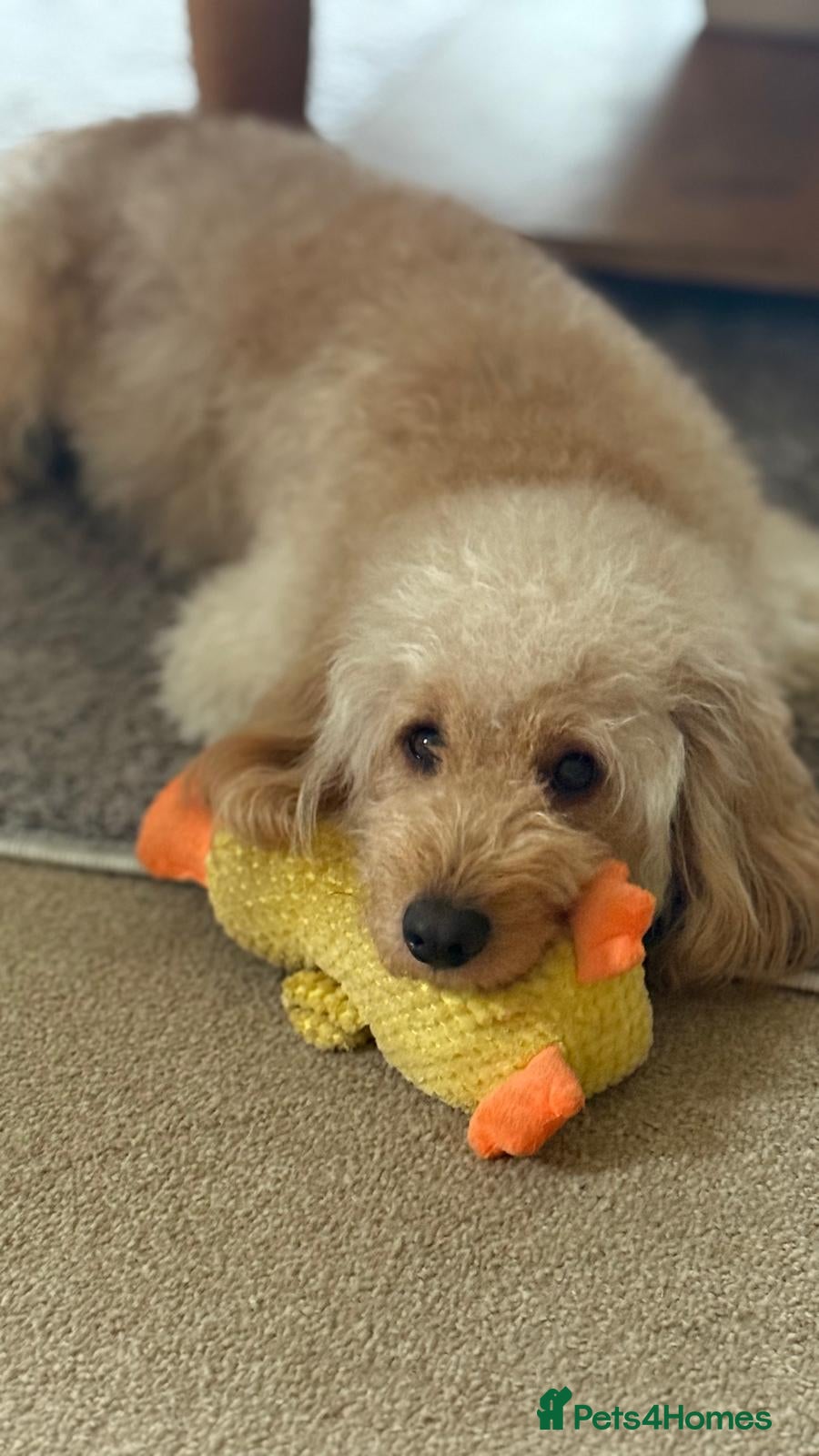 Cockapoo dogs Clover The Cockapoo Looking for a Home - Advert 4