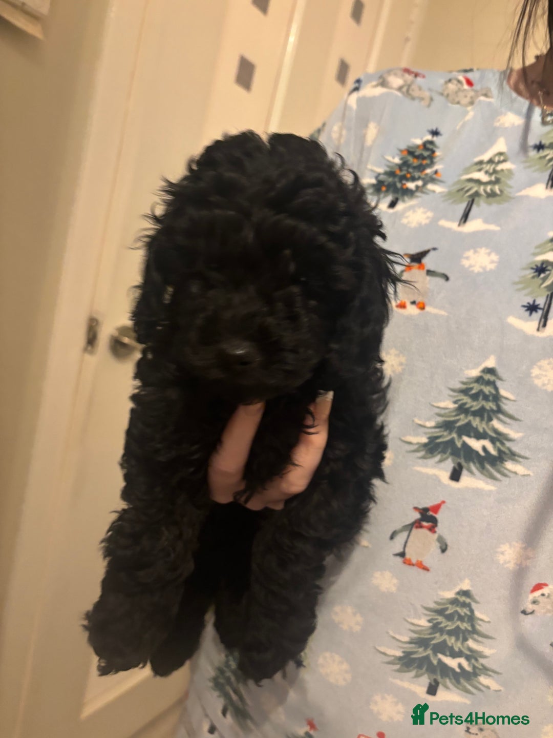 Toy Poodle dogs for sale: Toy poodle boy ready to leave now - Advert 7