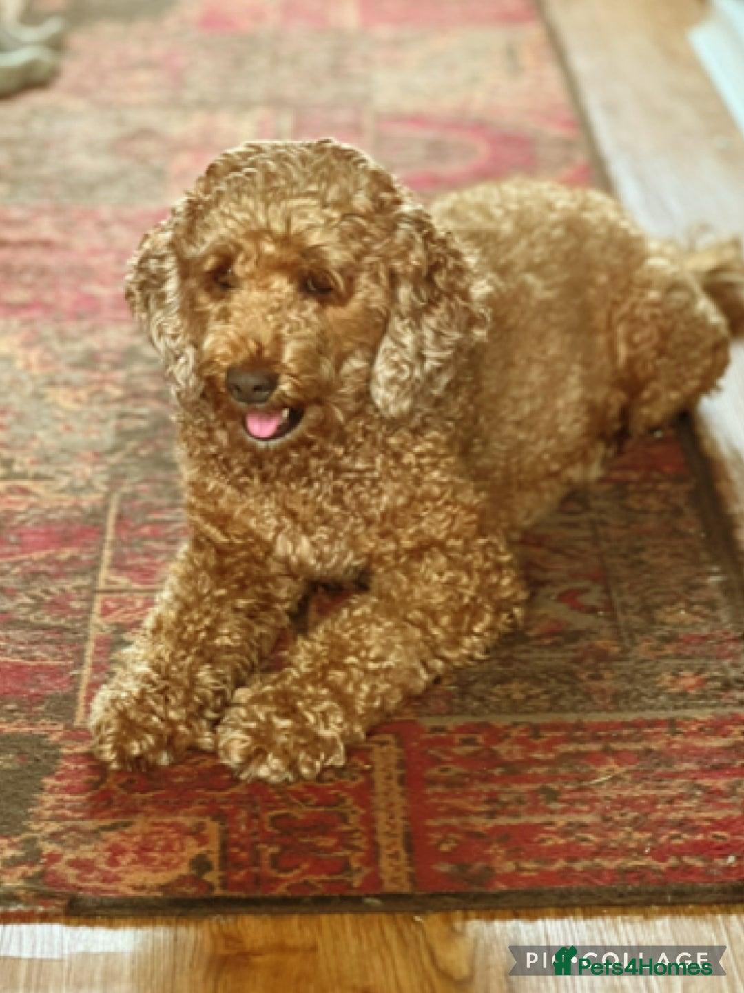 Australian Labradoodle dogs for sale: ♥️Tiny tails,Big Hearts - Australian Labradoodles  - Image 6