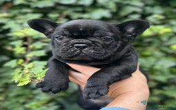 French Bulldog dogs for sale: 3 beautiful French bulldog puppies  - Image 2