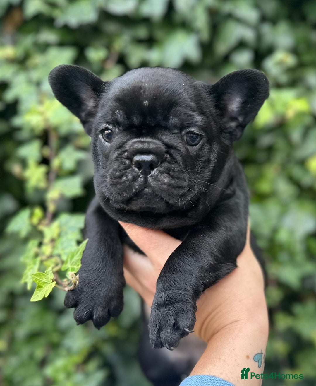 French Bulldog dogs for sale: 3 beautiful French bulldog puppies  - Image 2