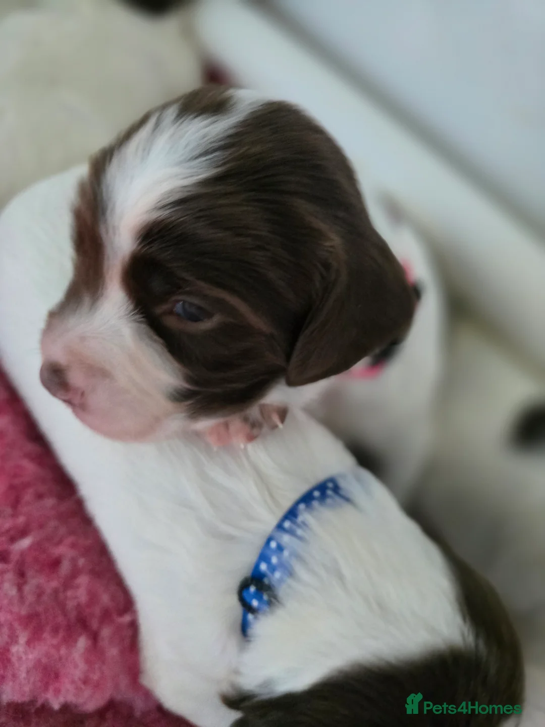 English Springer Spaniel dogs for sale:  Health tested Springer Spaniel puppies - Advert 9