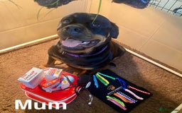 Rottweiler dogs for sale: 🏆(Kc)Champion bloodline Rottweiler puppies. - Image 15